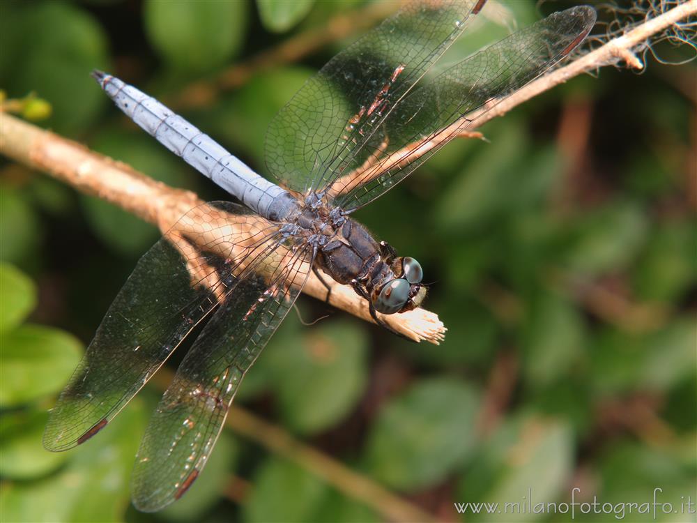 Cadrezzate (Varese) - Verosimilmente maschio di Orthetrum coerulescens dall'alto